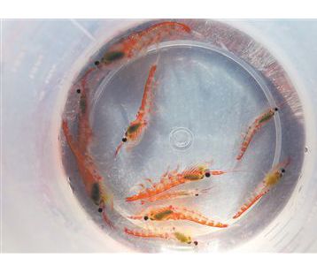 并非越“鲜”越好 南极磷虾宜加工后食用